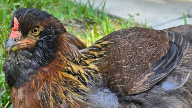 The oldest chicken in the world continues to survive everything that life throws at her