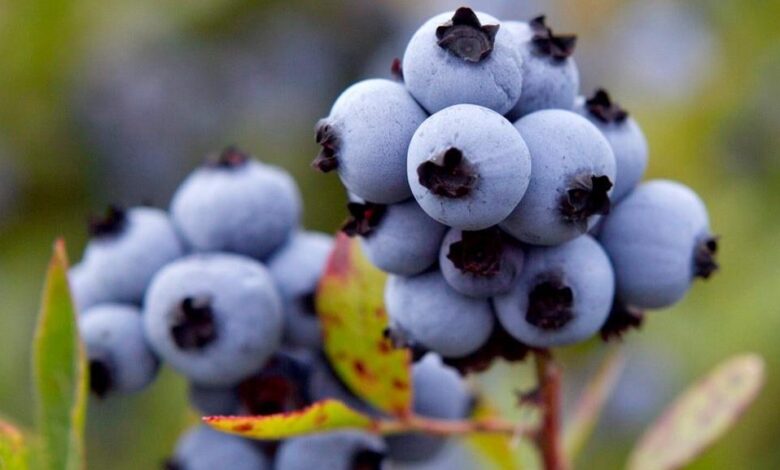 Nova Scotian Blueberry -Industry touched by lack of rain