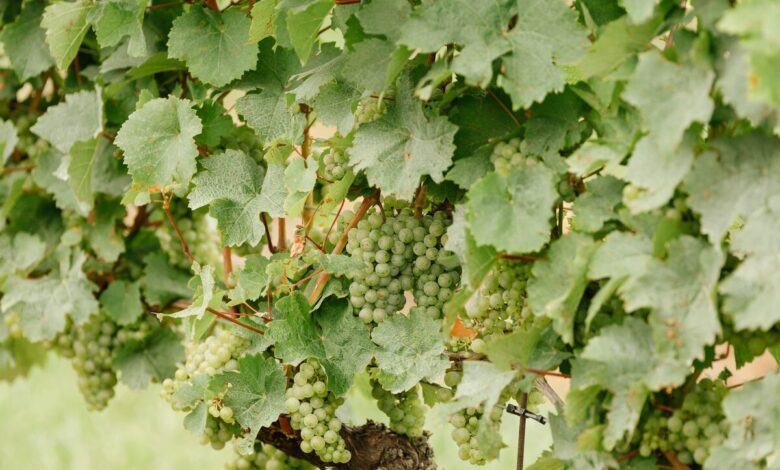 Inconsistent again is a slow start for the grape harvest of Niagara