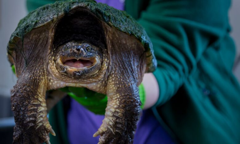 Globe Climate: Reporting from Turtle Rehab