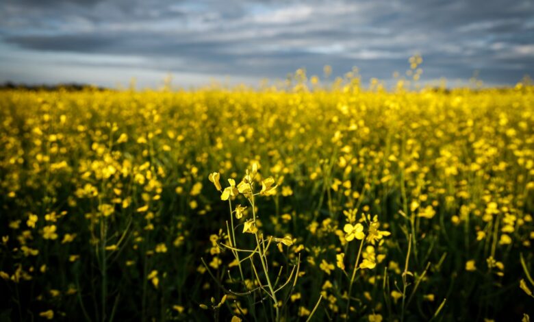 Federal Ministers to meet the lobby of Canola while farmers are bracing themselves for the hit by New China rate