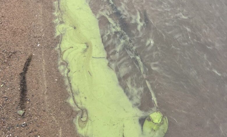 Halifax Beach closes again due to blue -green algae Halifax Beach closes again due to blue -green algae