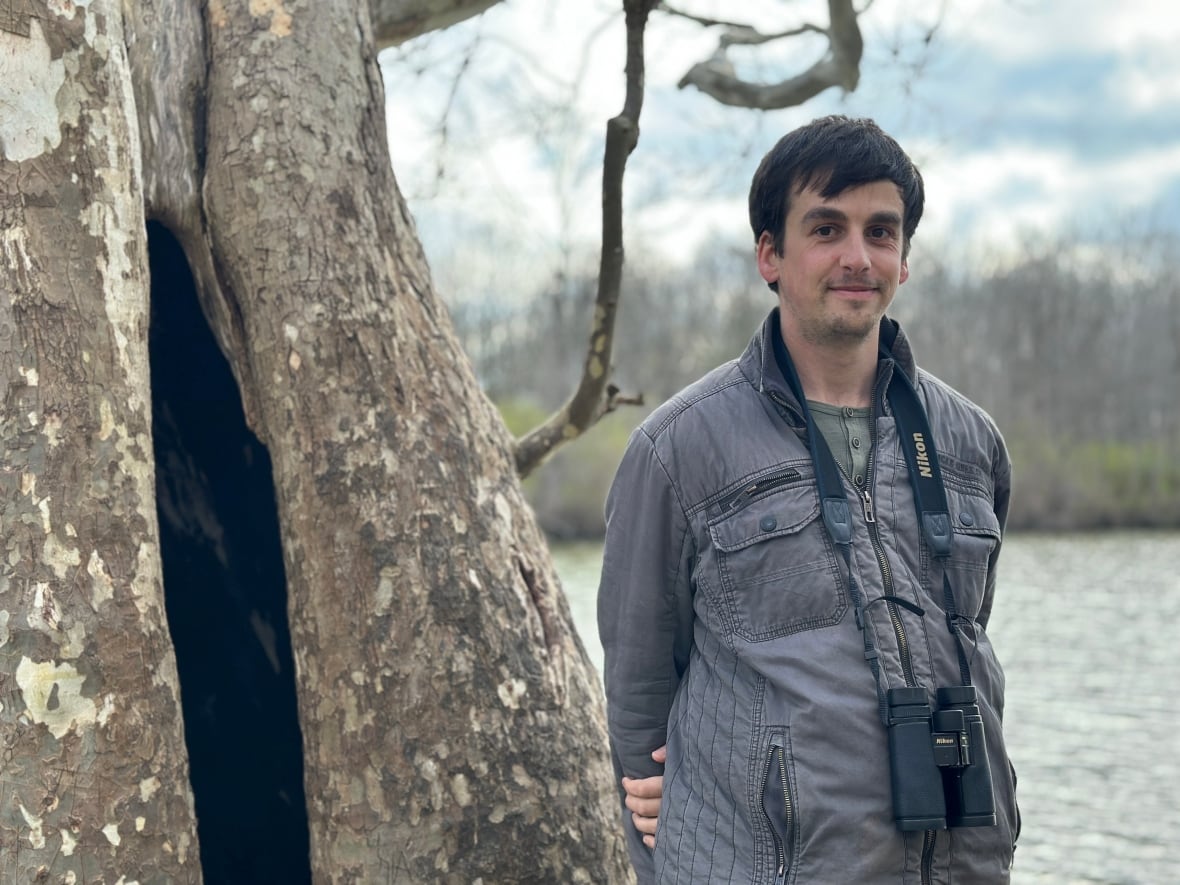 Man stands with binoculars with a hollowed -up tree 