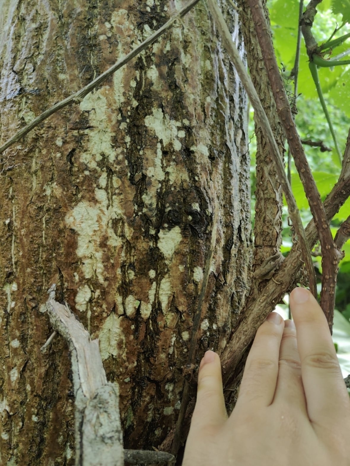 Boom that is infected with butternut Canker. 