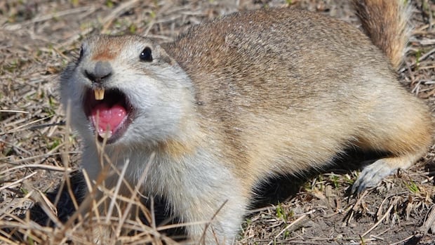 ‘Gopher-pocalypse’: fed-up farmers fight massive Sask. rodent population ‘Gopher-pocalypse’: fed-up farmers fight massive Sask. rodent population