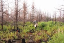 Replanting forests after forest fires comes with complex challenges, but there are opportunities in the axis