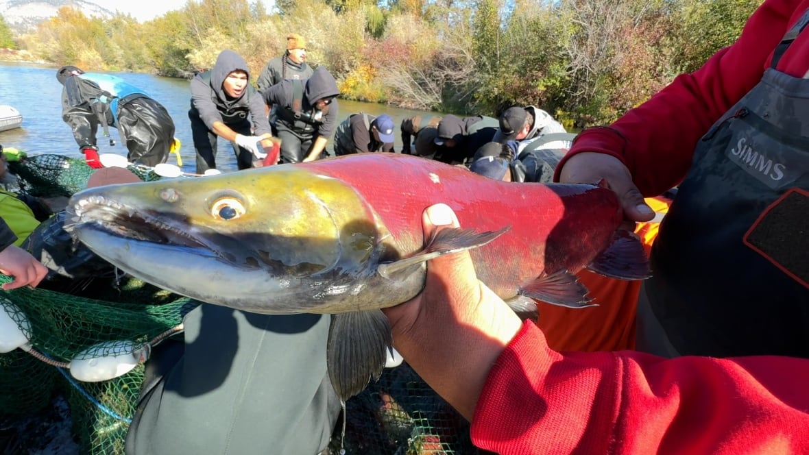 A sockeye fish is held close to the camera.