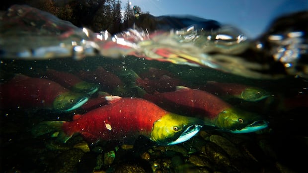 Fraser River Salmon returns this year a ‘real chance to celebrate’, say harvesters