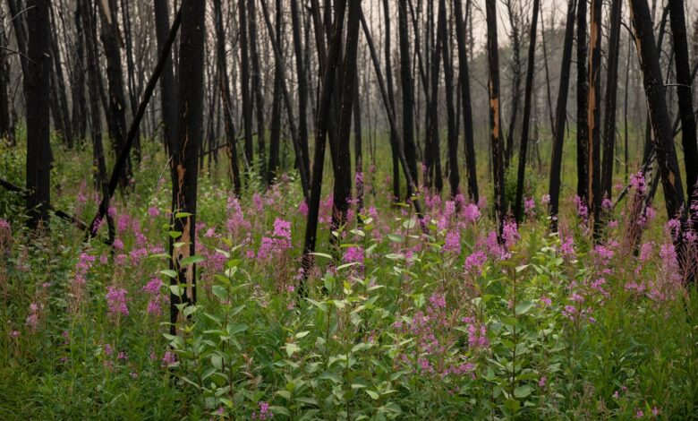 Forest fires, work disruptions burn the Bottom Line of tourist operators